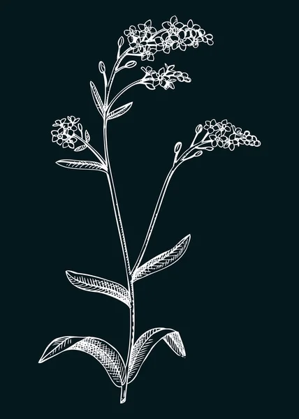 手描きの夏の花のスケッチ ウッドランドは私を忘れない植物ベクトルイラスト 黒板には野花が描かれている 青い花を咲かせます エングレービングスタイルの花のデザイン要素 — ストックベクタ