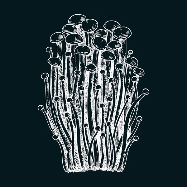 Schizzo Funghi Enioki Illustrazione Funghi Commestibili Lavagna Proteine Fungine Micoproteine — Vettoriale Stock