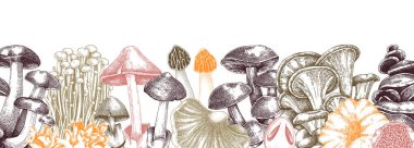 Edible mushrooms vector border in color. Vintage autumn forest plant banner. Fall banner design with hand drawn fungi sketches. Healthy food, fungal protein vector illustration for print and packaging clipart