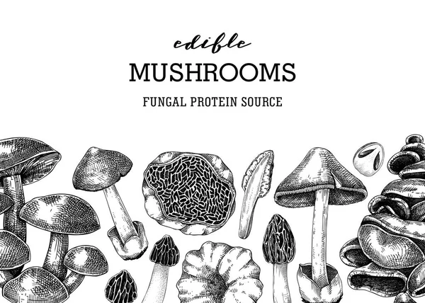 蘑菇横幅设计 艺术的秋天森林植物边界 秋天背景与可食真菌草图 手绘健康食品 真菌蛋白载体插图 用于印刷 — 图库矢量图片
