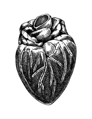 Elle çizilmiş domuz çizimleri. Çiftlik hayvanı çizimlerinin iç organları. Beyaz arka planda sağlıklı besin vektörü çizimleri. Organ eti, sakatat, malzemeler, kasap tasarımı elementleri..