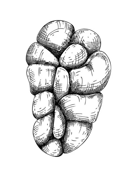 Ручной Рисунок Говядины Почками Внутренние Органы Животного Рисунка Вектор Здорового — стоковый вектор
