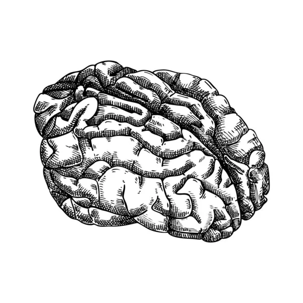 Hand Drawn Pig Brain Sketch Internal Organs Farm Animal Drawings — Stock Vector