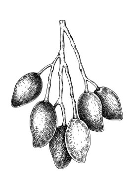 El yapımı mango çizimi. Beyaz arka planda izole edilmiş tropik meyve vektör çizimi. Tüm mangoyu oymalı olarak. Etiket tasarımı için botanik çizim, meyve suyu paketleme tasarımı, menü