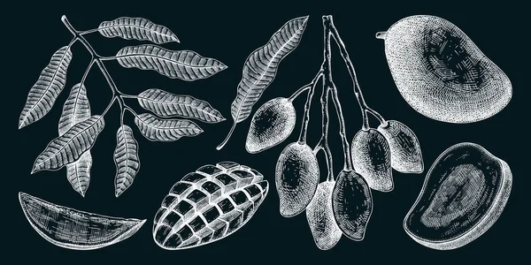 Bocetos Mango Dibujados Mano Pizarra Ilustración Vectorial Frutas Tropicales Planta — Vector de stock