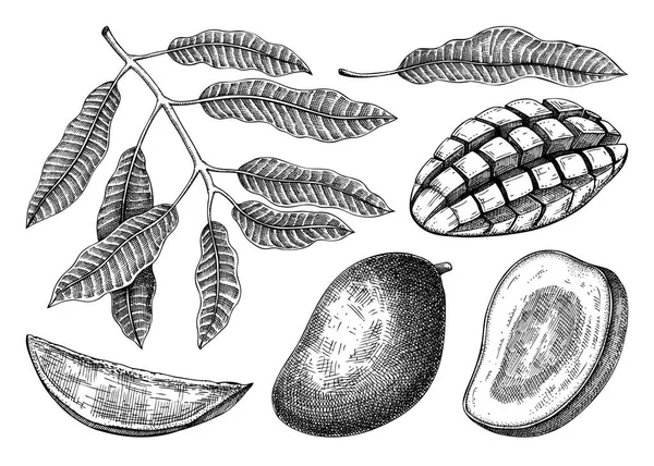 Handgezeichnete Mango Skizzen Set Illustration Des Vektors Tropischer Früchte Exotische — Stockvektor