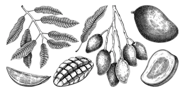 Esboços Manga Desenhados Mão Ilustração Vetor Frutas Tropicais Planta Exótica — Vetor de Stock