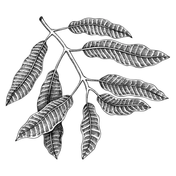 손으로 망고는 스케치를 그림은 배경에 분리되어 낙엽이 새겨진 이국적 식물가지 — 스톡 벡터