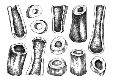 Et çizimleri olan büyük bir kemik. Beyaz arka planda izole edilmiş çiğ kemikler. Kasaplık, yemek tarifleri ve menü için klasik tarzda elle çizilmiş sağlıklı besinler.. 