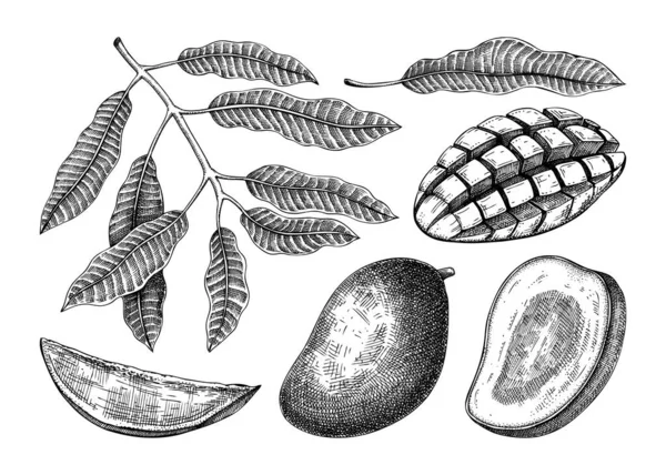 Collection Croquis Mangue Dessinés Main Illustration Vectorielle Fruits Tropicaux Plante — Image vectorielle