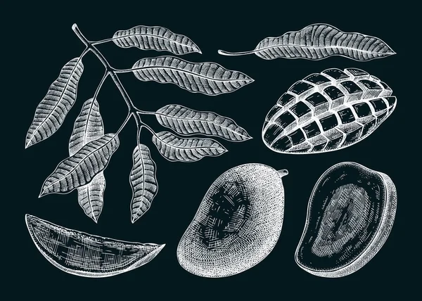 Croquis Mangue Dessinés Main Sur Tableau Illustration Vectorielle Fruits Tropicaux — Image vectorielle