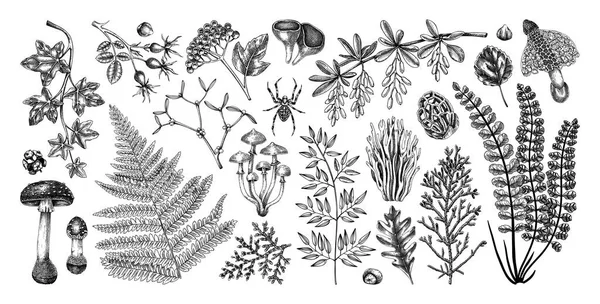 스케치된 스타일의 디자인 양치식물 버섯등을 그림으로 그리는 것이다 빈티지 식물에 — 스톡 벡터