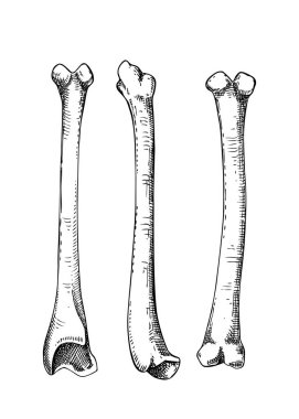 Grafik tarzında elle çizilmiş büyülü okült elementler. Cadılar Bayramı tasarım unsuru. Beyaza izole edilmiş hayvan kemikleri çizimi. Büyücülük, simya, Cadılar Bayramı dekoru için vektör sihirli illüstrasyon. 