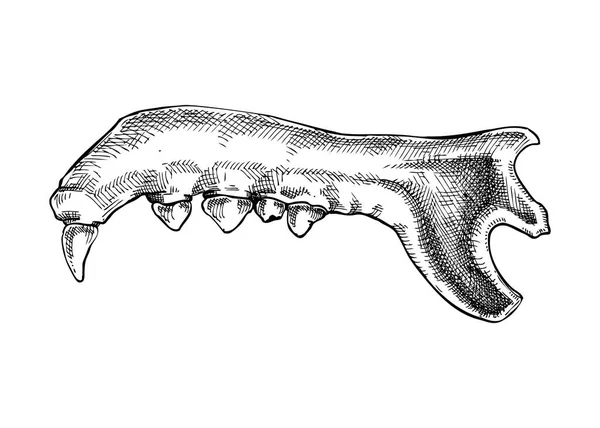 그래픽 스타일의 손으로 마법의 오컬트 할로윈 디자인 동물의 늑대의 두개골 — 스톡 벡터