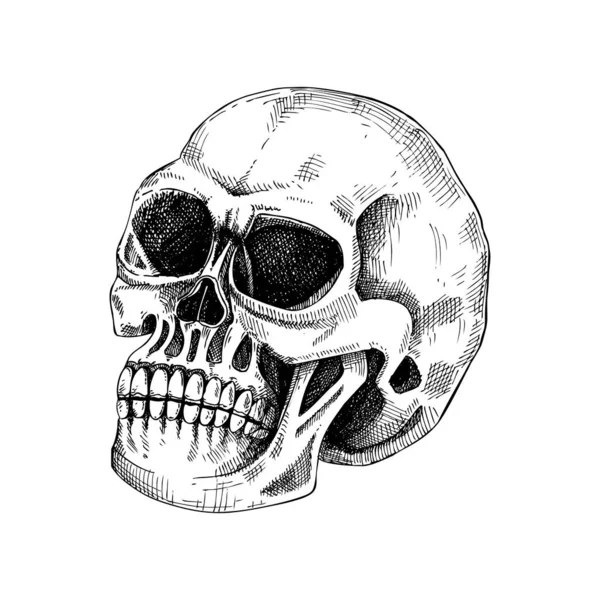 人間のスケルトスケッチ 彫刻されたスタイルの原子図 頭蓋骨の詳細な手描きのイラスト 白い背景に隔離されたハロウィーンの設計要素 — ストックベクタ