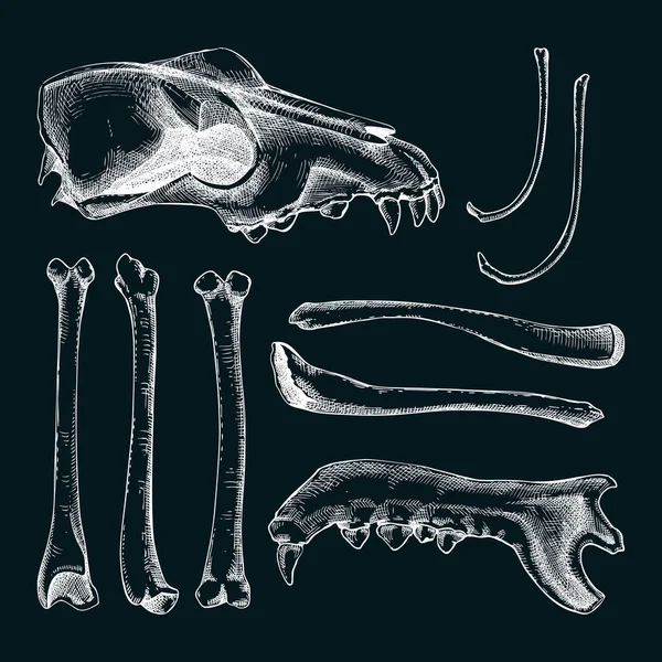 Grafik Şeklinde Çizilmiş Kemikler Cadılar Bayramı Tasarım Unsuru Hayvan Kemikleri — Stok Vektör