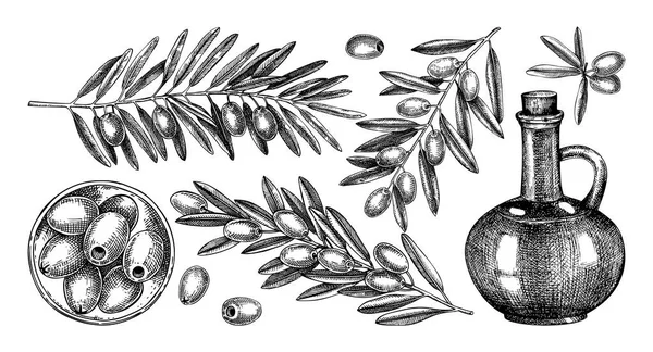 Olivenbaumzweige Sammeln Obst Einer Schüssel Glasflasche Oliven Skizzen Handgezeichnete Vektorillustration — Stockvektor