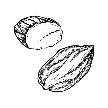 Badem fıstığı çizimleri hazır. El çizimi vektör çizimi. Klasik fındık, kozmetik malzemeleri, sağlıklı yemek çizimleri. Etiket ve ambalaj için oymalı biçimdeki botanik tasarım ögesi.