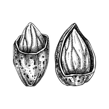 Fındık kabuğundaki iki fındık. El çizimi vektör çizimi. Klasik bademler, kozmetik malzemeleri, sağlıklı yemek çizimleri. Etiket ve ambalaj için oymalı biçimdeki botanik tasarım ögesi.
