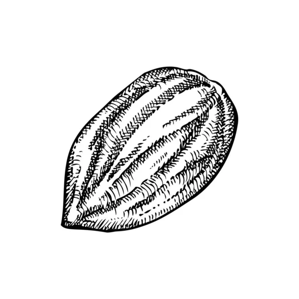 Almond Nut Sketch Hand Drawn Vector Illustration Vintage Nut Cosmetics — Stock Vector