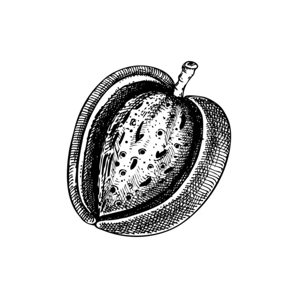 Almond Nutshell Sketch Hand Drawn Vector Illustration Vintage Nut Cosmetics — Stock Vector