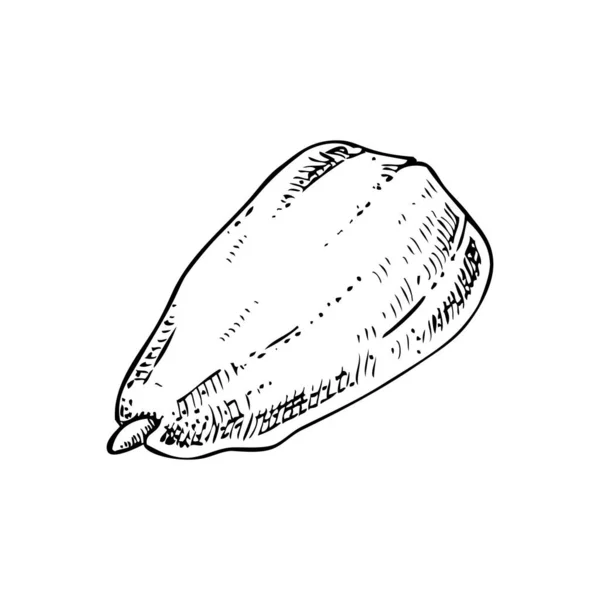 Sketsa Kacang Almond Ilustrasi Vektor Gambar Tangan Kacang Antik Bahan - Stok Vektor