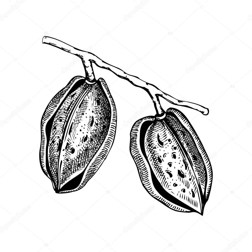 Almond nutshells sketch.  Hand-drawn vector illustration. Almond nut branch with two nuts. Vintage cosmetics ingredient, healthy food drawings. Botanical design element in engraved style
