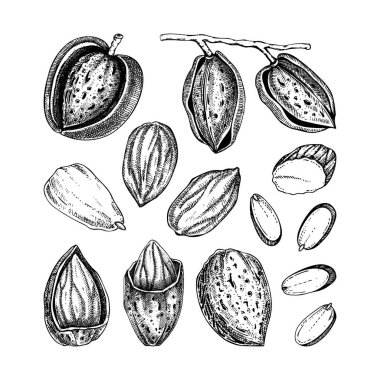 Badem fıstığı çizimleri hazır. El çizimi vektör çizimleri. Fındık kabuğu, fındık, badem dilimleri, vegan, sağlıklı besin maddeleri. Ambalaj, etiket, logo için vintage tasarım ögeleri