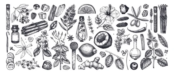 Колекція Інгредієнтів Парфумерії Косметики Квітка Фрукти Спеції Ескізи Трави Ароматичні Ліцензійні Стокові Ілюстрації