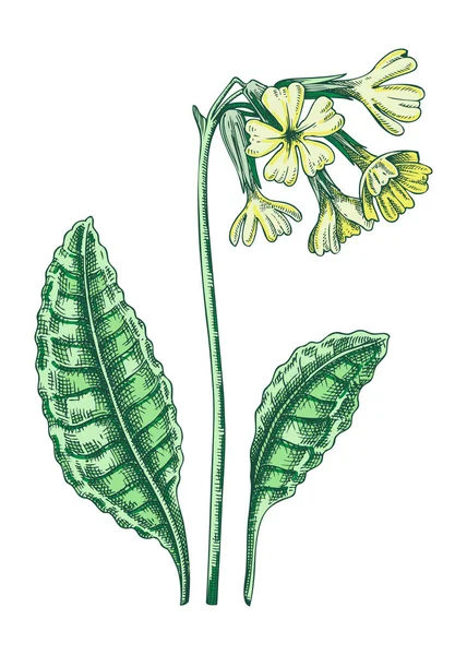 オックスリップの花のスケッチ色 プリムラフラワーデッサン 手描きベクターイラスト スプリングウッドランド植物 ワイルドフラワー ストックベクター