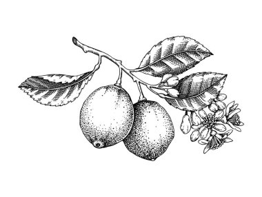 Klasik limon eskizi. Meyveli ve çiçekli turunçgil ağacı dalı. El çizimi vektör çizimi. Kabartmalı, egzotik bitki çizimi. Botanik tasarım elementi. Yapay zeka oluşturulmamış