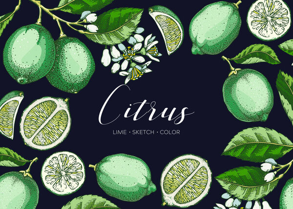 Lime fruit frame. Exotic plants design template. Citrus fruit sketches in color. Summer background. Hand drawn vector illustration. NOT AI generated