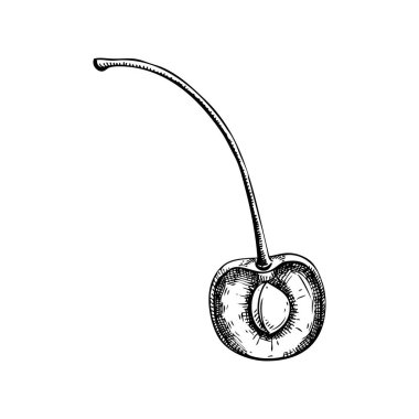 Vintage vişne eskizi. El çizimi vektör çizimi. Yaz meyvesi çizimi. Botanik tasarım elementleri. Yapay zeka oluşturulmadı