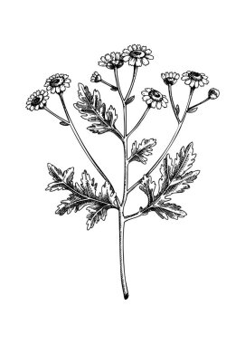 Ateşli birkaç eskiz. Eczacı bitkisi çizimi. Bitkisel ilaçlar, tıbbi bitkiler, el yapımı doğal tıp vektör çizimleri. Yapay zeka oluşturulmadı