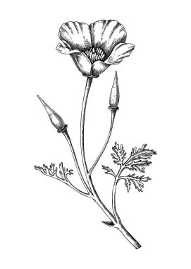 Kaliforniya haşhaş eskizi. Eczacı bitkisi çizimi. Bitkisel ilaçlar, tıbbi bitkiler, el yapımı doğal tıp vektör çizimleri. Yapay zeka oluşturulmadı