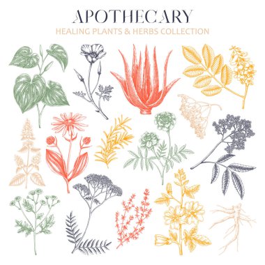 Eczacı bitki çizimleri ayarlandı. Bitkisel ilaçlar, tıbbi bitkiler, el yapımı doğal tıp vektör çizimleri. Vinatge bitkileri botanik çizimler. Yapay zeka oluşturulmadı