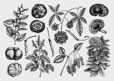 Adaptojenik bitki ve mantar çizimleri ayarlandı. El çizimi vektör çizimleri. Şifalı bitkiler, modası geçmiş rüzgârlar içinde tıbbi mantarlar. Yapay zeka oluşturulmadı 