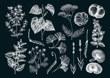 Eskiz stili ruh sağlığı bitkileri ve mantarlar. El çizimi vektör çizimleri. Şifalı bitkiler, doğal ilaçlar, tahtada tıbbi mantarlar. Yapay zeka oluşturulmadı 