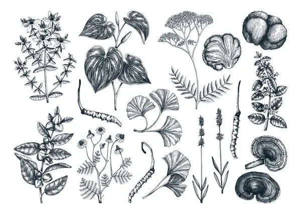 stock vector Sketch style mental health herbs and mushrooms. Hand-drawn vector illustrations. Healing plants, natural remedies, medicinal mushroom botanical artworks. NOT AI generated 