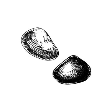 Taş taslağı. Büyücülük vektör çizimi. Klasik Cadılar Bayramı tasarım unsuru. El yapımı simya, eczacı, ezoterik semboller. Yapay zeka oluşturulmadı