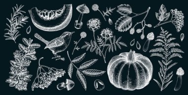 El çizimi sonbahar çizimleri. Klasik botanik çizimleri. Sonbahar yaprakları, balkabakları, mantarlar ve karatahtadaki kuşlar. Şükran Günü tasarım elemanları. Yapay zeka oluşturulmadı