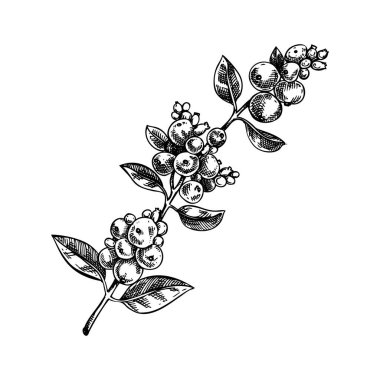 Snowberry skeci. Evergreen bitki çizimi. Beyaz böğürtlenli kış ağacı dalı elle çizilmiş vektör çizimi. Noel tasarım unsuru. Yapay zeka oluşturulmadı