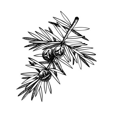 Ardıç eskizi. Kış bitkisi çizimi. Böğürtlenli Evergreen ağaç dalı elle çizilmiş vektör çizimi. Noel tasarım unsuru. Yapay zeka oluşturulmadı