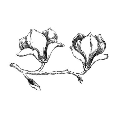 Magnolia skeci. Klasik çiçek çizimi. Çiçek açan ağaç dalı elle çizilmiş vektör çizimi. Bahar çiçeği tasarım elementi. Yapay zeka oluşturulmadı