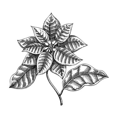 Poinsettia skeci. Klasik çiçek çizimi. Kış çiçeği elle çizilmiş vektör çizimi. Noel tasarım unsuru. Yapay zeka oluşturulmadı