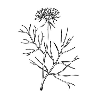 Kimyon bitkisi skeci. Mutfak baharatı çizimi. Hint otları ve baharatları elle çizilmiş vektör çizimi. Yapay zeka oluşturulmadı