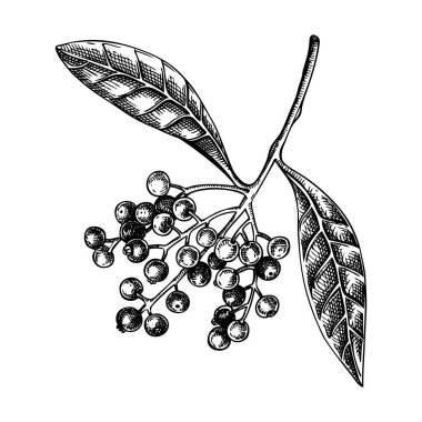 Böğürtlenli Allspice Bitkisi. Mutfak baharatı çizimi. Meksika bitkileri ve baharatları elle çizilmiş vektör çizimi. Yapay zeka oluşturulmadı