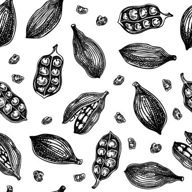 Kakule izi yok. Mutfak baharatı taslakları. Hint otları ve baharatları. El çizimi vektör çizimi. Yapay zeka oluşturulmadı