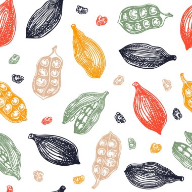 Kakule izi yok. Mutfak baharatı taslakları. Hint otları ve baharatları. El çizimi vektör çizimi. Yapay zeka oluşturulmadı