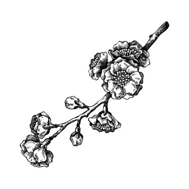 Kiraz çiçeği skeci. Kabartmalı çiçekli bahar ağacı dalı. El çizimi vektör çizimi, yapay zeka değil 